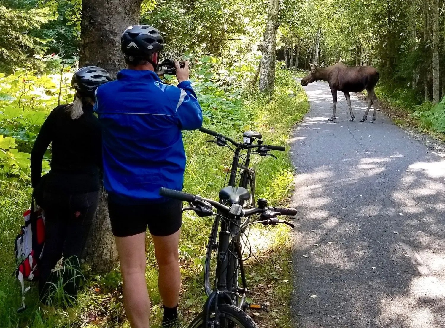 imgi_36_moose.on_.trail_