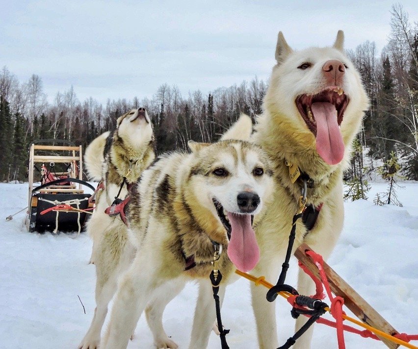 imgi_9_Happy-Sled-Dogs