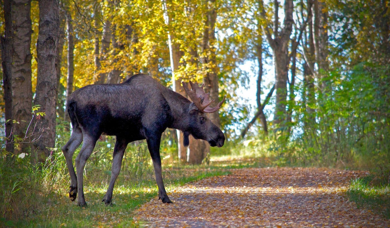 imgi_9_bull-on-Coastal-